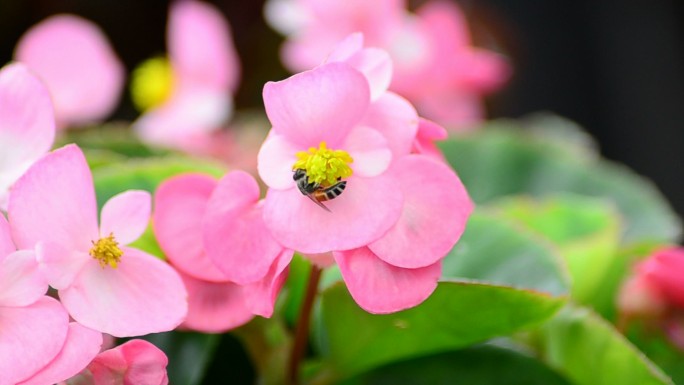 海棠花和蜜蜂唯美绿色自然植物鲜花特写