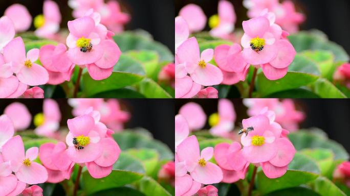 海棠花和蜜蜂唯美绿色自然植物鲜花特写