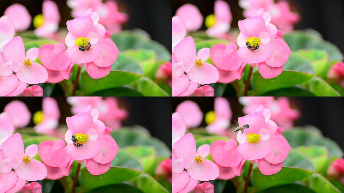 海棠花和蜜蜂唯美绿色自然植物鲜花特写