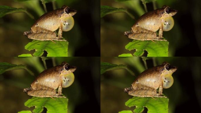 热带雨林里的雄性青蛙夜间鸣叫