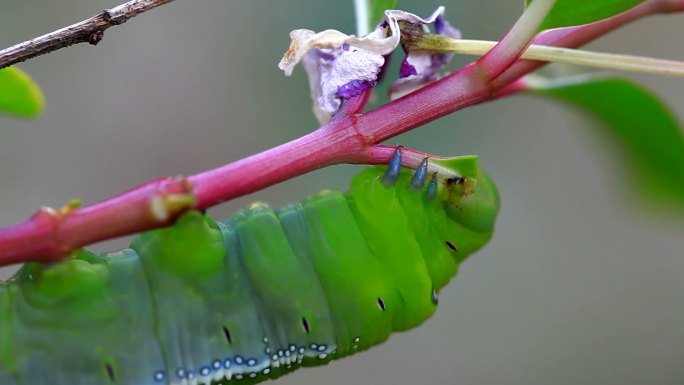 害虫实拍视频特写镜头虫灾虫害