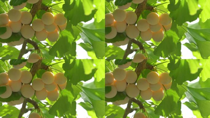 日本东京的银杏果实