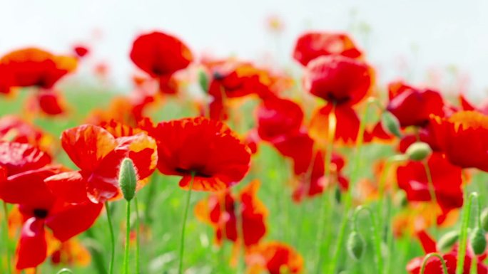 田野的花花田花海小红花风吹花动