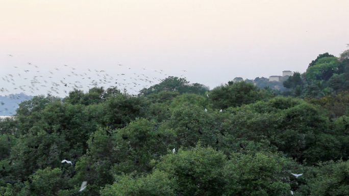 树冠上方飞翔的鸟群