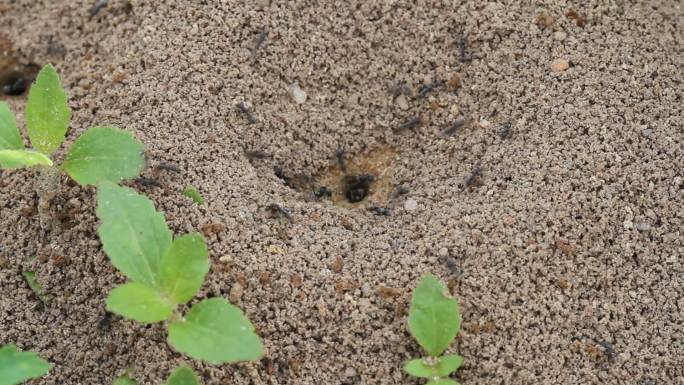 从巢中蜂拥而出的蚂蚁。