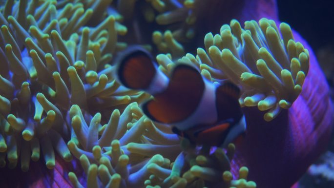 特写的小丑鱼海洋公园珊瑚礁水下潜水