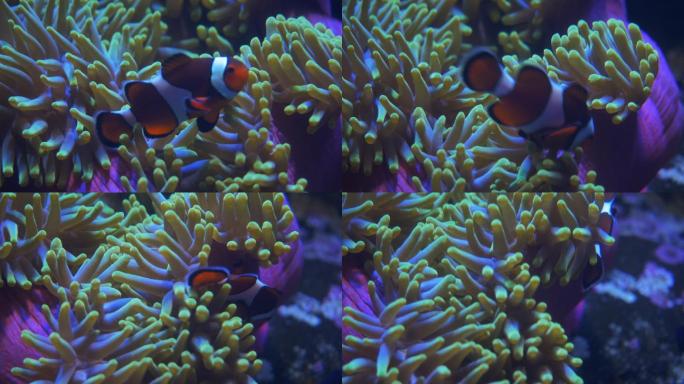 特写的小丑鱼海洋公园珊瑚礁水下潜水