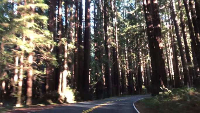 开车穿过加州北部的一片红杉林