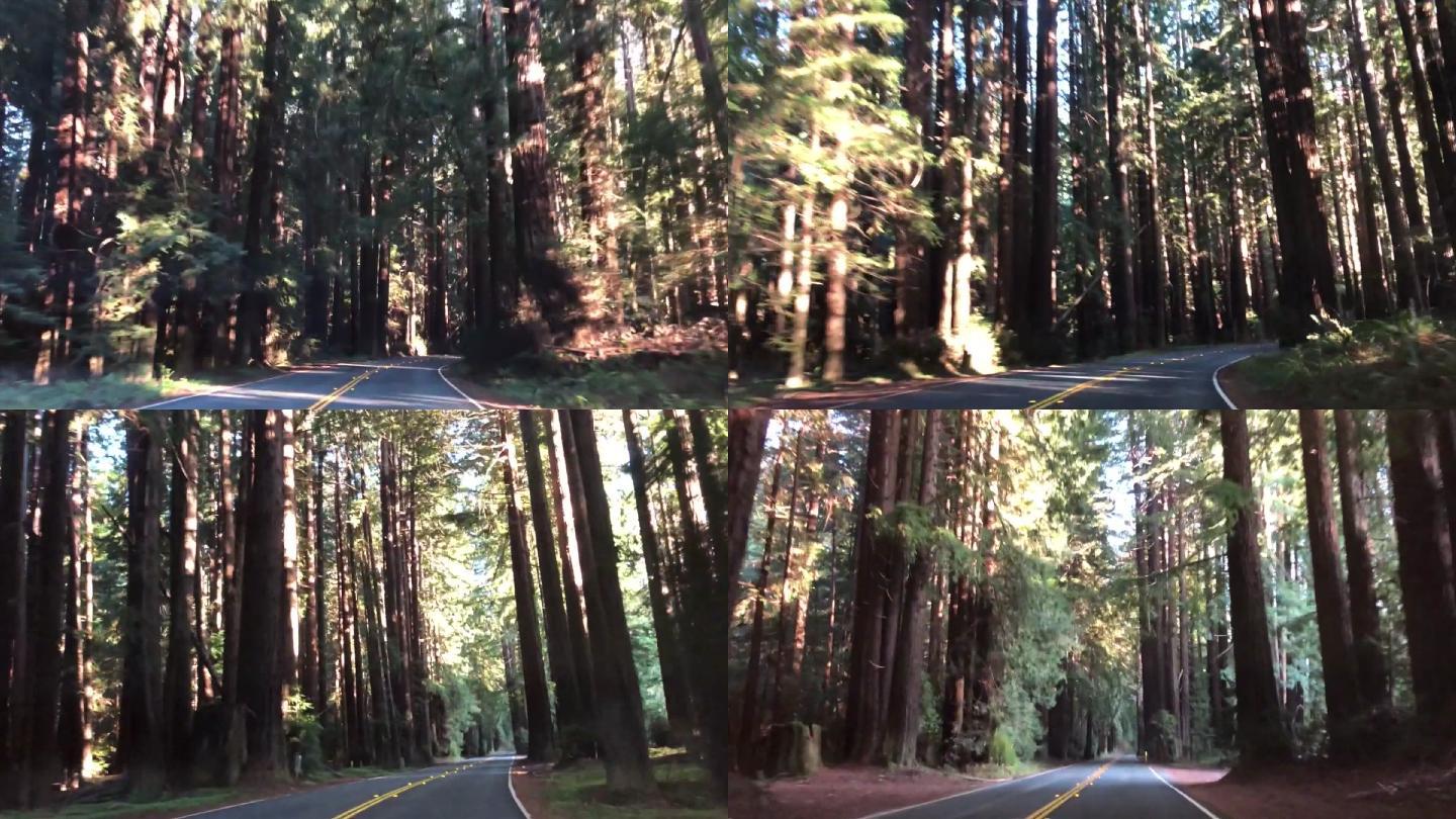 开车穿过加州北部的一片红杉林