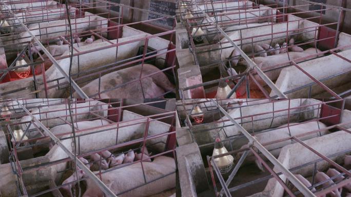 母猪和小猪在一个工业养猪场