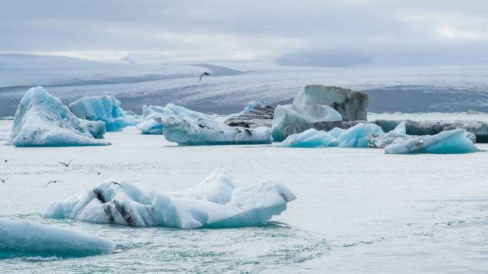 冰岛的鸟类飞越北极南极北冰洋寒冷冰冻寒冰