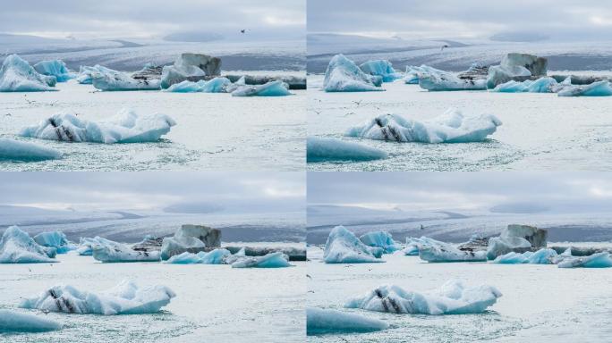 冰岛的鸟类飞越北极南极北冰洋寒冷冰冻寒冰