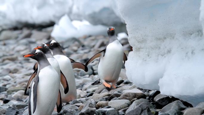 一群企鹅摇摇摆摆地走下南极洲的海岸