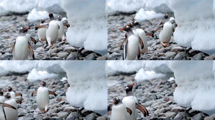 一群企鹅摇摇摆摆地走下南极洲的海岸