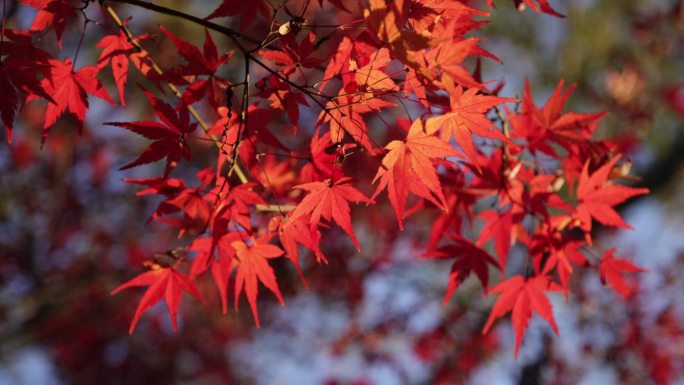 杭州西溪湿地秋景枫叶红了