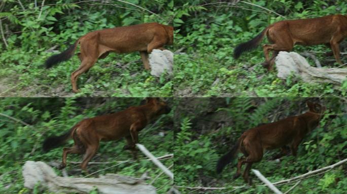 亚洲野狗在森林中的慢镜头