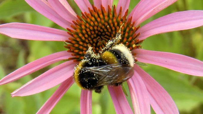 大黄蜂给花授粉大自然微距特写采蜜