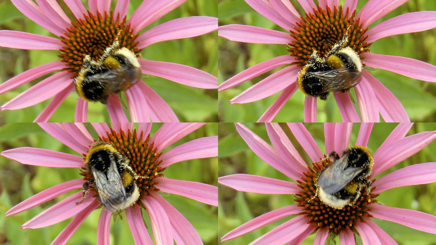 大黄蜂给花授粉大自然微距特写采蜜