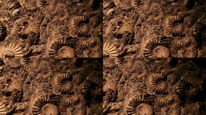 化石特写镜头远古生物