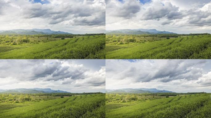 茶园的时间流逝田地日落绿色