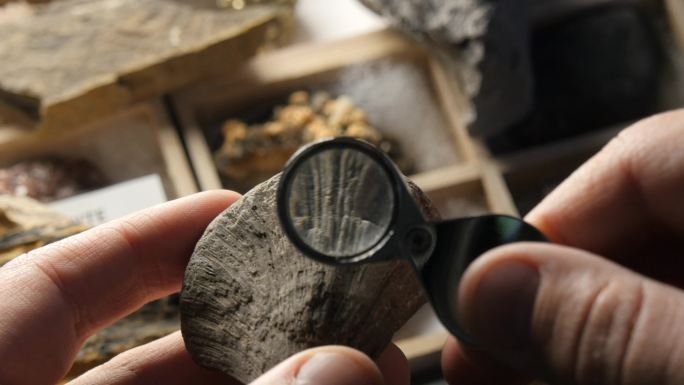 古生物学家研究各种化石