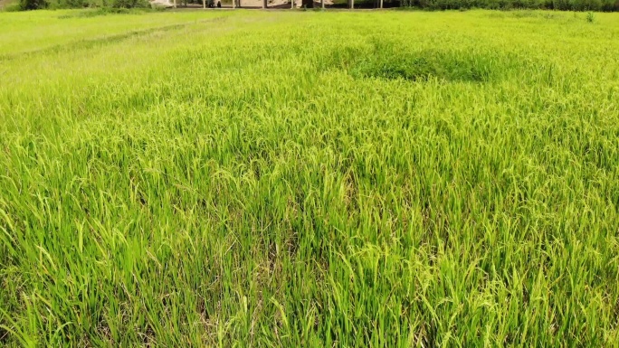 稻田农场草地草坪荒草荒滩沼泽湿地