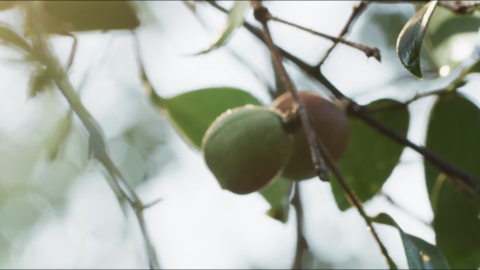 实拍高帧油茶花油茶果