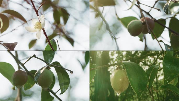 实拍高帧油茶花油茶果