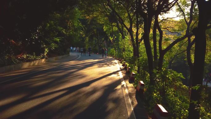 森林山路夕阳4K视频素材
