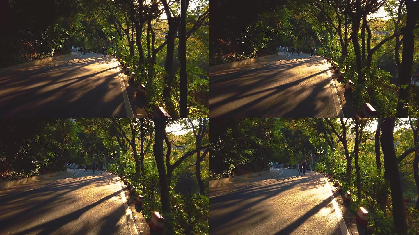 森林山路夕阳4K视频素材