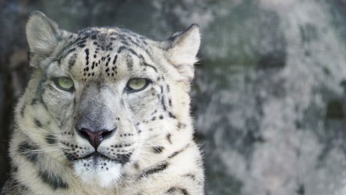 雪豹野生动物纪录片捕食狩猎