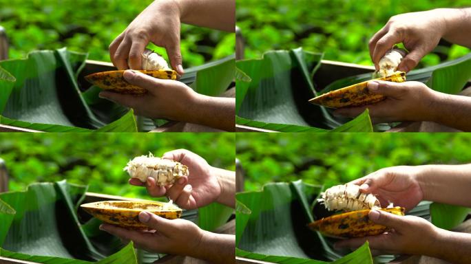 打开可可豆荚特写镜头特种种植南美洲