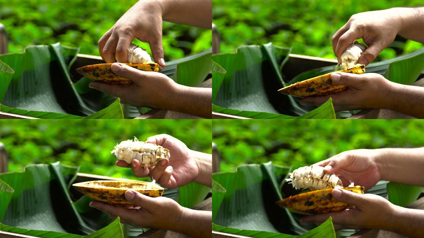 打开可可豆荚特写镜头特种种植南美洲