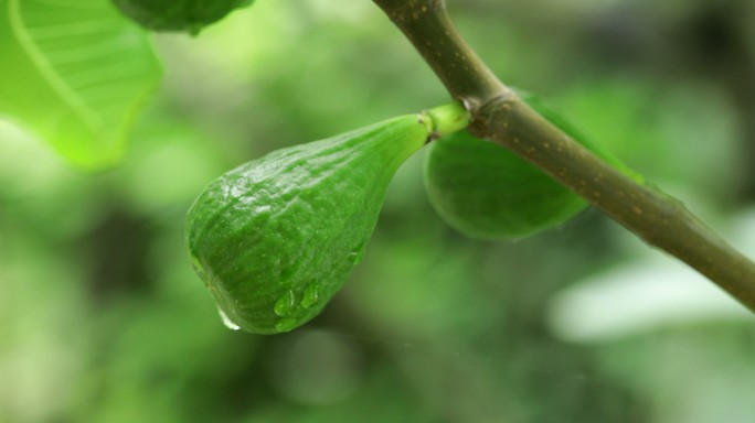 无花果果实视频素材