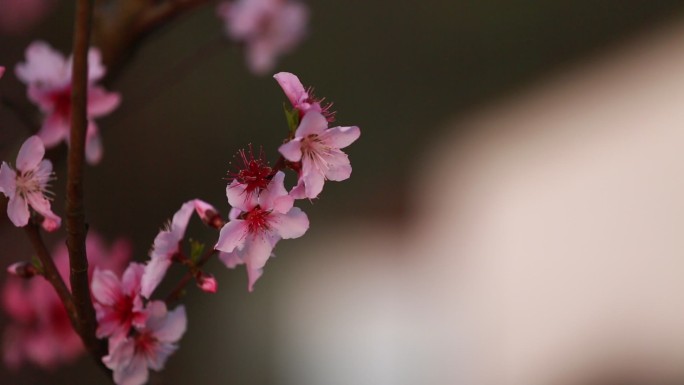 早晨桃花特写原素材