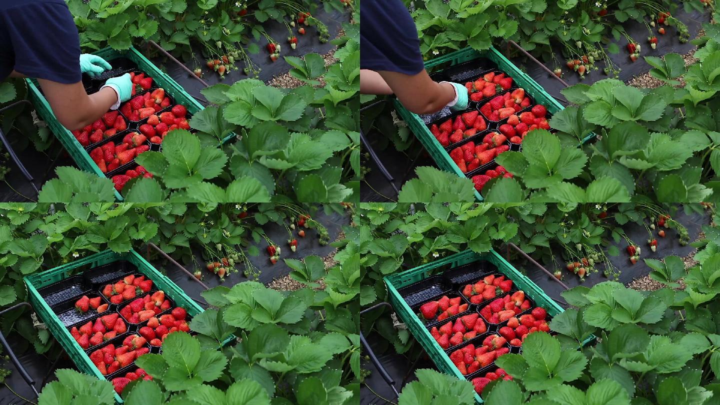 人们在种植园里采集草莓