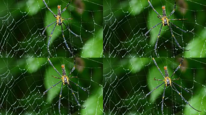 热带雨林中的巨型长颌圆球织网蜘蛛