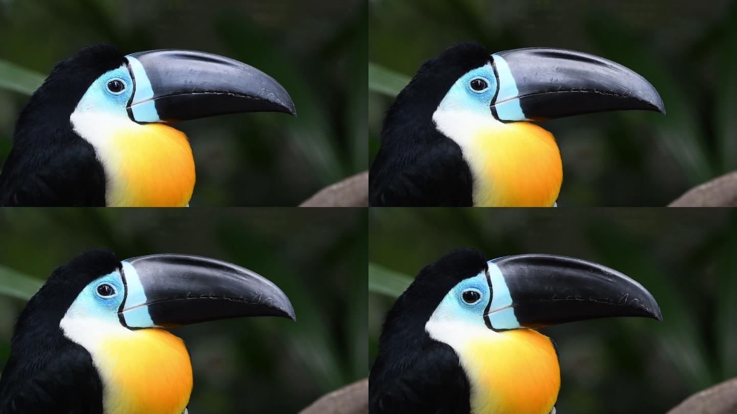 海峡喙巨嘴鸟鵎鵼珍稀大嘴鸟