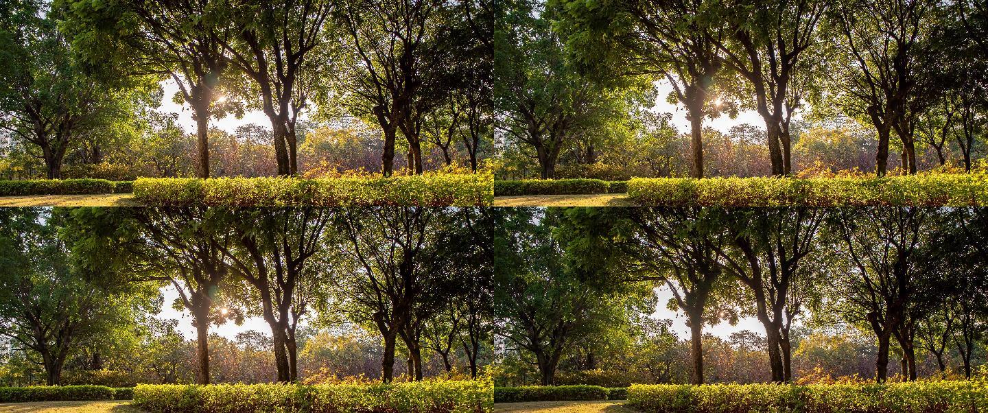 阳光光芒逆光树林风景