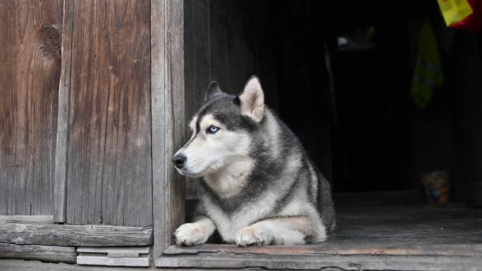 老屋门前的犬