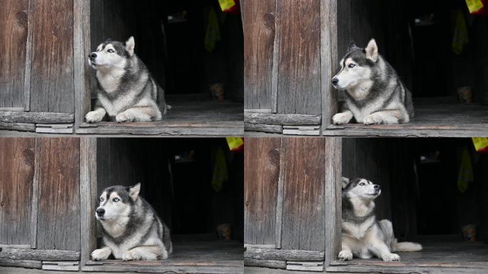 老屋门前的犬