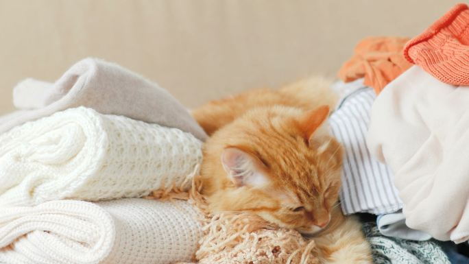 可爱的黄色小猫睡在一堆针织衣服上