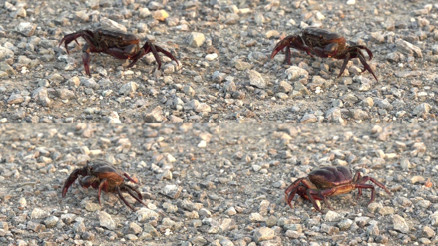 螃蟹在泥土上行走可爱螃蟹搞笑横着走