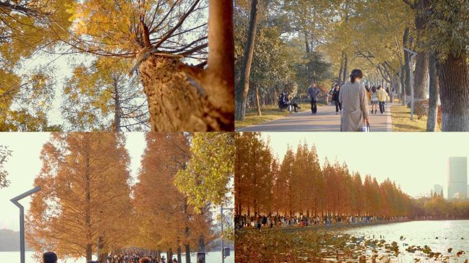 晚秋的烈士公园，秋天的魅力风景1080P