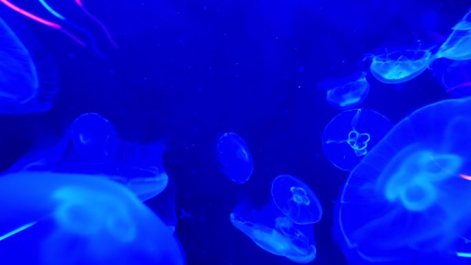 水母在水族馆蓝色水肺潜水无脊椎动物