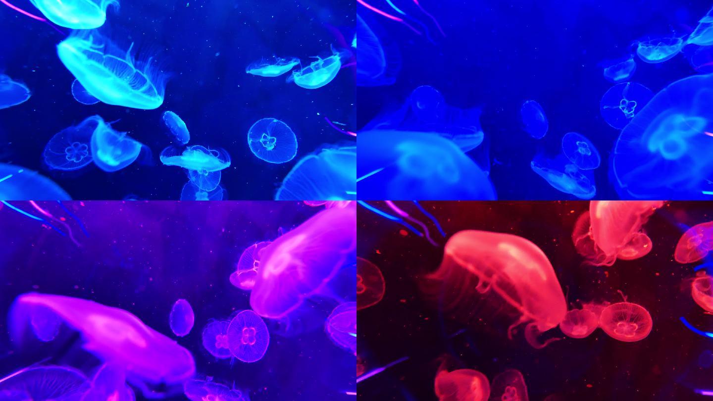 水母在水族馆蓝色水肺潜水无脊椎动物