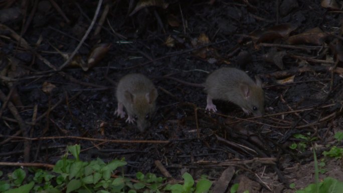 两只老鼠在地上找吃的