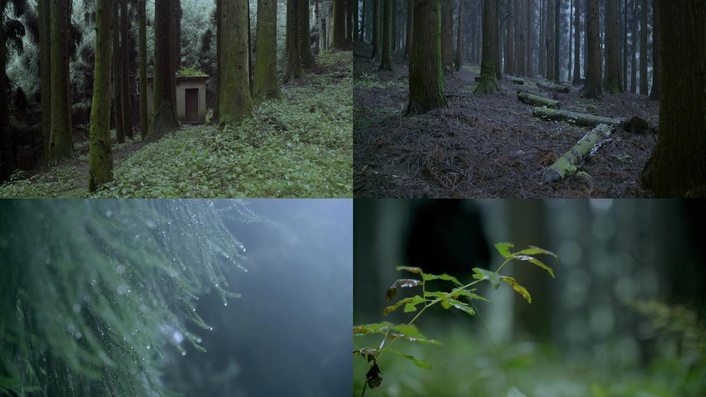 探索神秘森林 感受幽静自然
