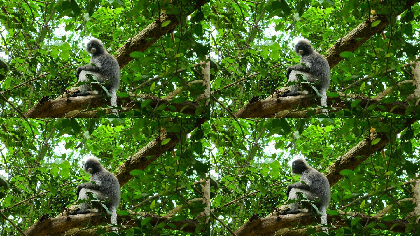 猴坐在树上生物体长尾叶猴野外动物