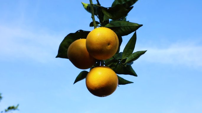 柑橘 柑桔 水果 果园 经济林